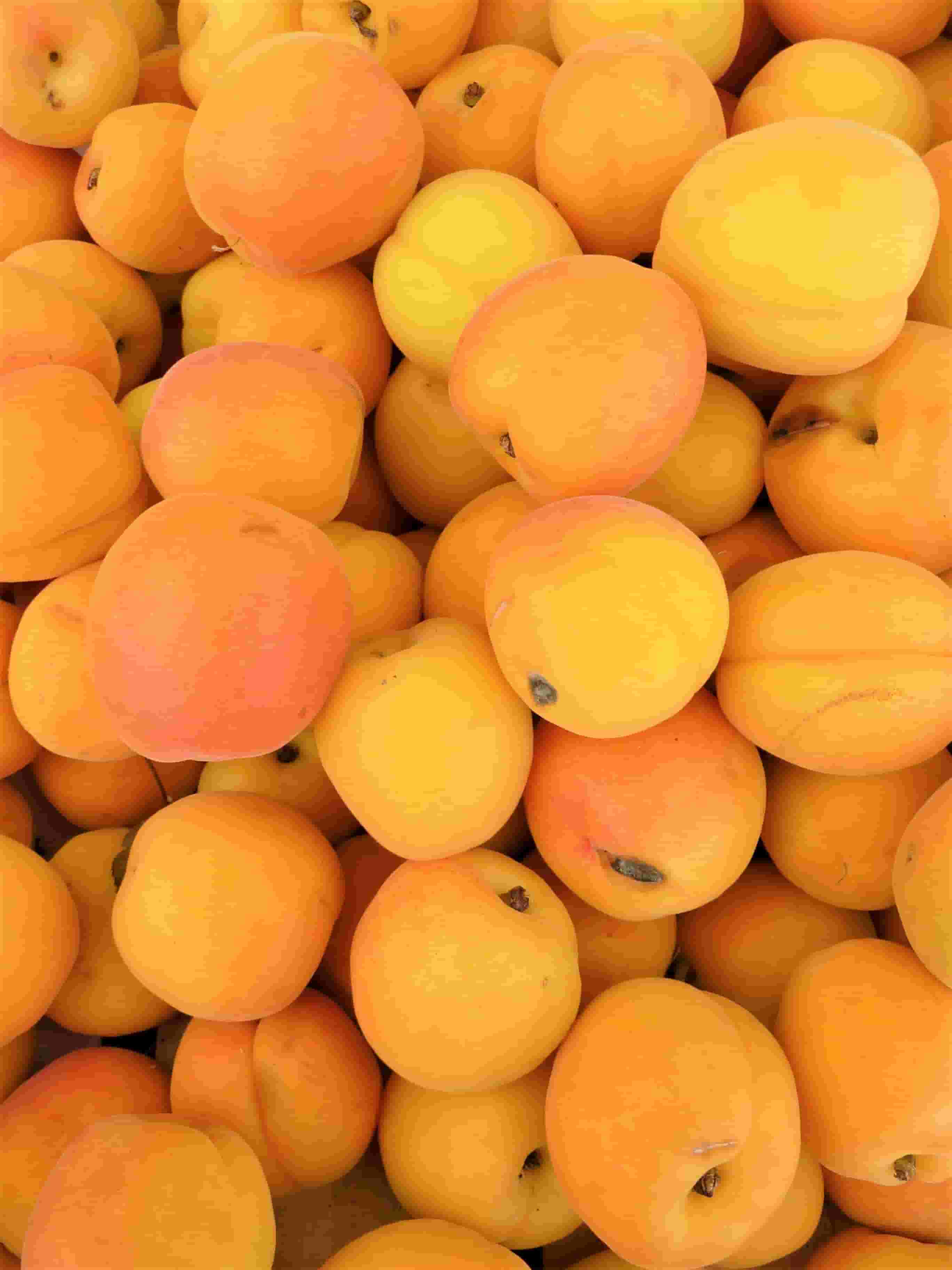 Apricot